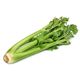 Picture of CELERY BUNCH WHOLE